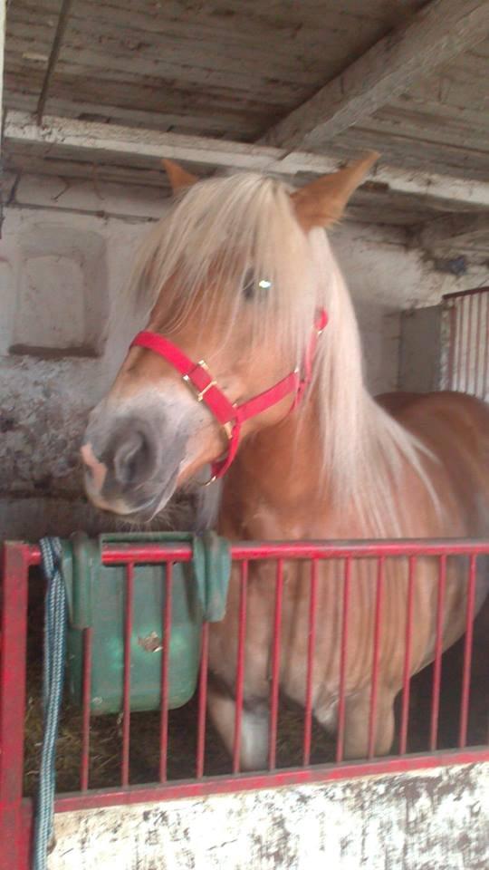 Haflinger Lolle billede 12