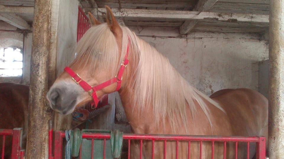 Haflinger Lolle billede 13