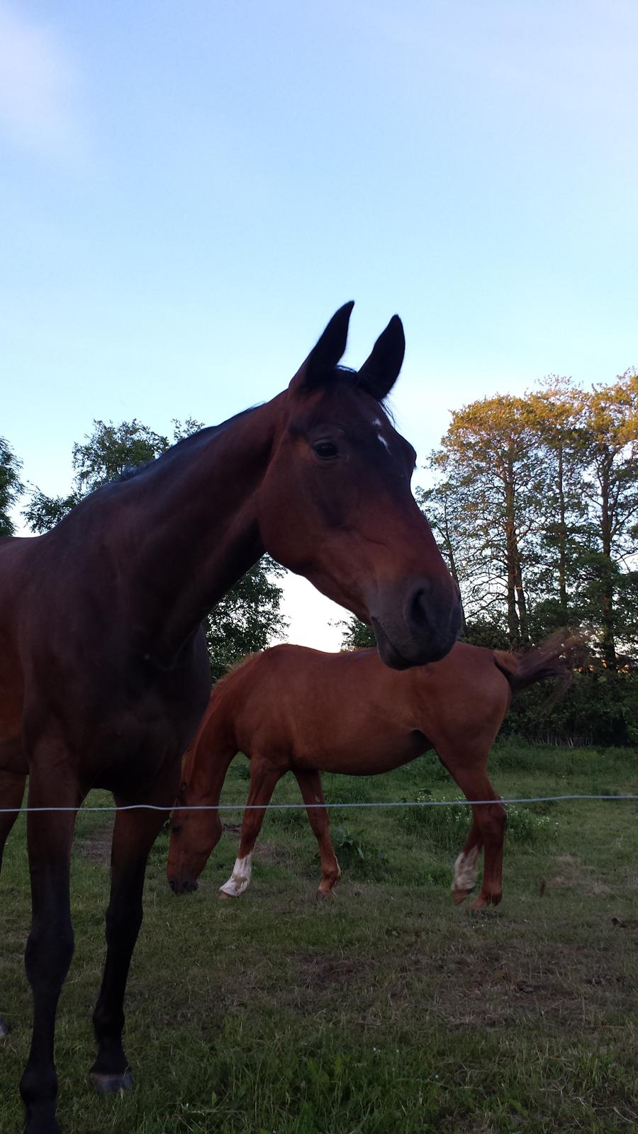 Dansk Varmblod Olympia billede 10