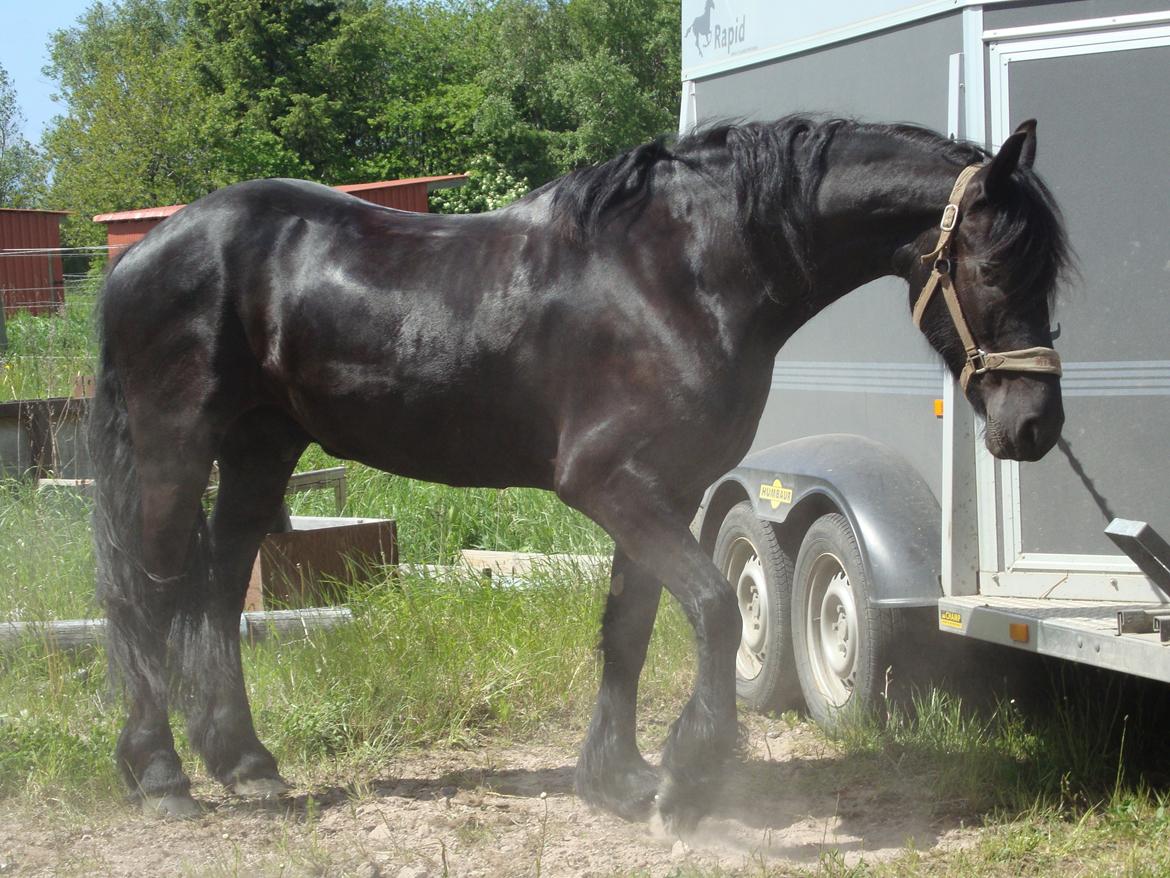 Frieser Max - 01-06-2013
Rideferie i Øksbøl. billede 5