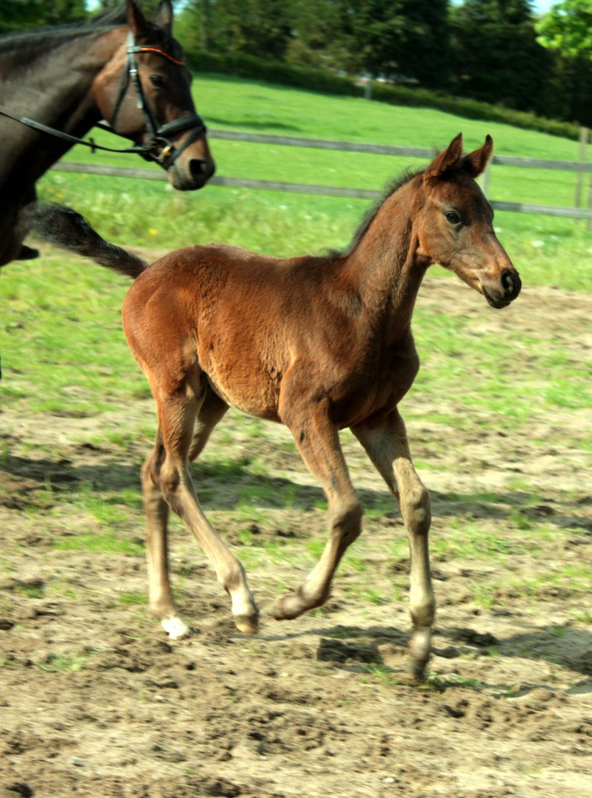 Dansk Varmblod Rosenheim billede 13