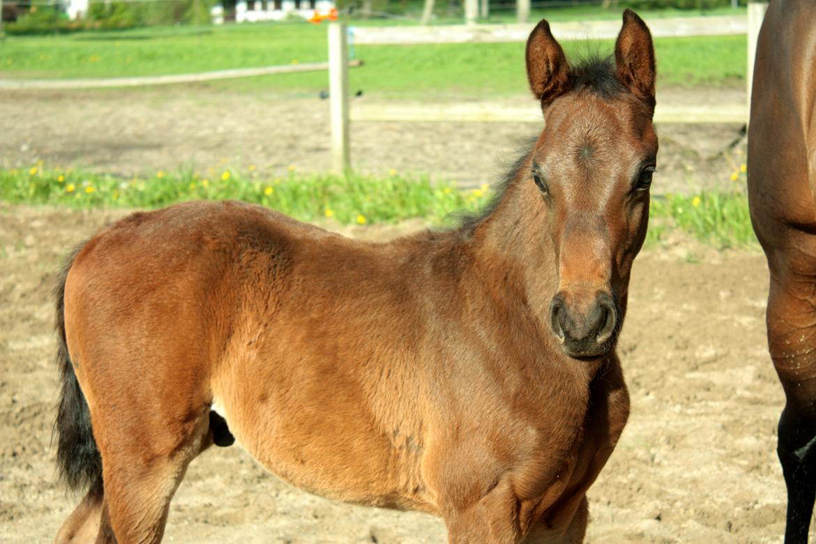 Dansk Varmblod Rosenheim billede 8