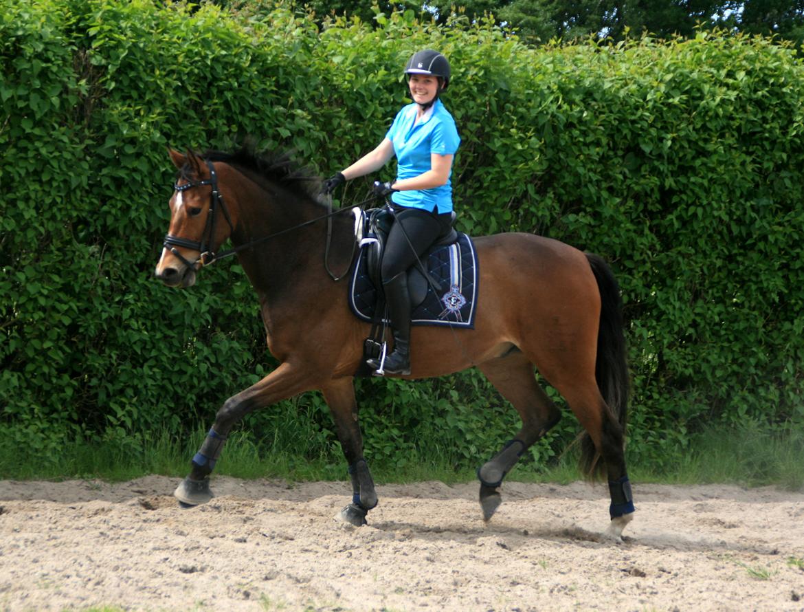 Dansk Varmblod Stenhedegårds Dorién - Juni 2013 billede 35