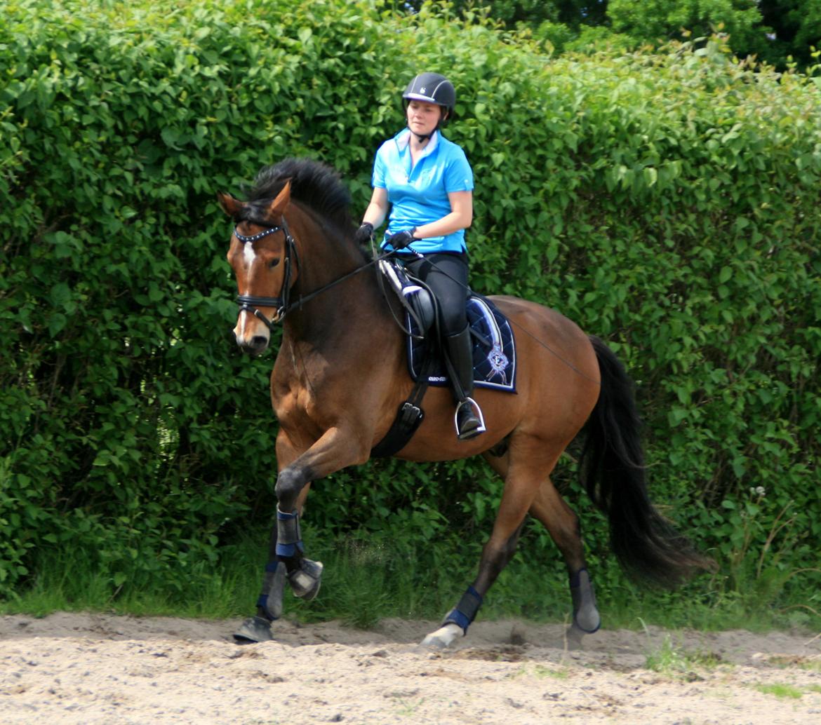 Dansk Varmblod Stenhedegårds Dorién - Juni 2013 billede 10
