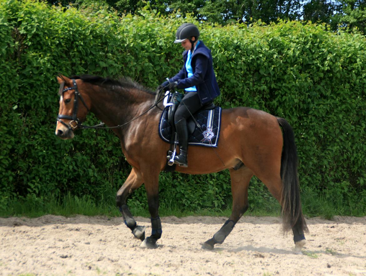 Dansk Varmblod Stenhedegårds Dorién - Juni 2013 billede 19