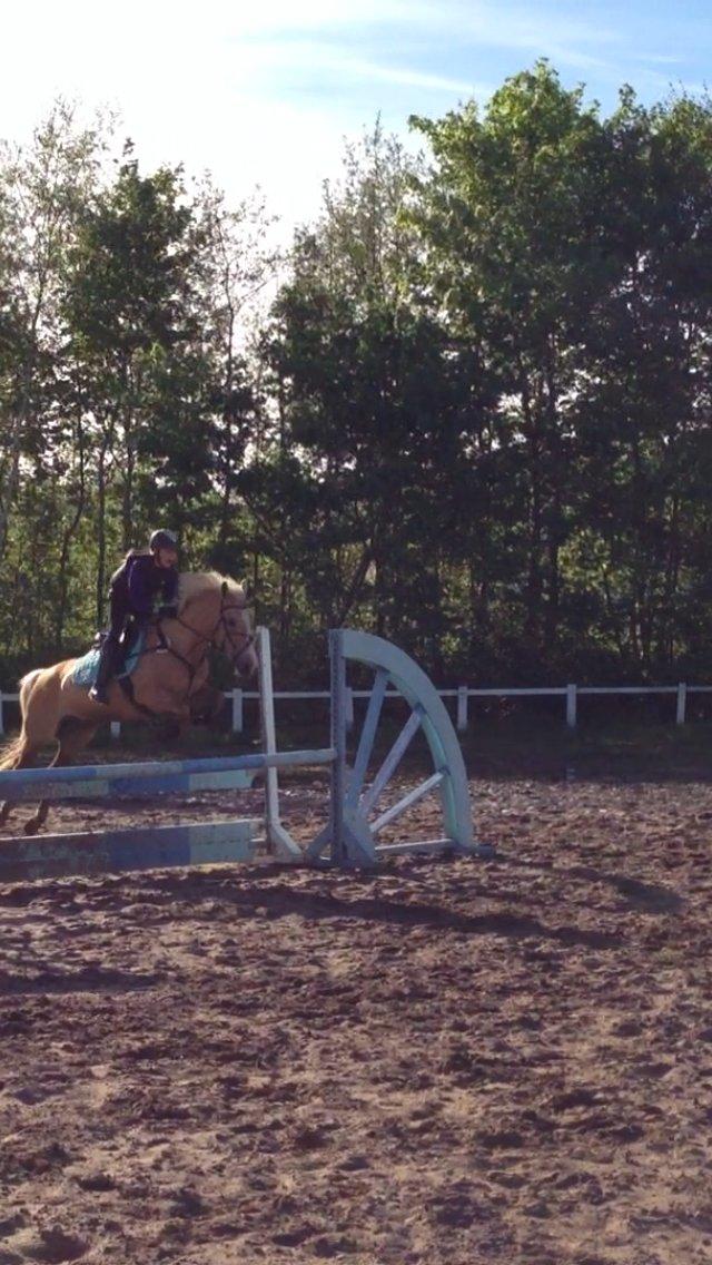 Palomino QUEEN OF EUROPE - LB-LA bane <3
- Juni 2013 billede 7