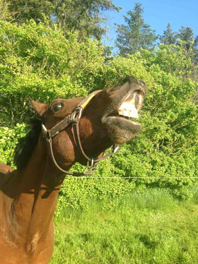 New Forest ORCHID'S PETER PAN  billede 1