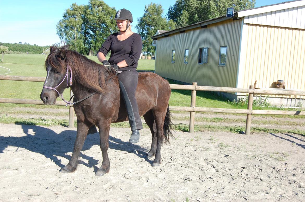 Islænder Æshild Fra Dyrehavegård  - 4/6-13 første gang med rytter billede 2