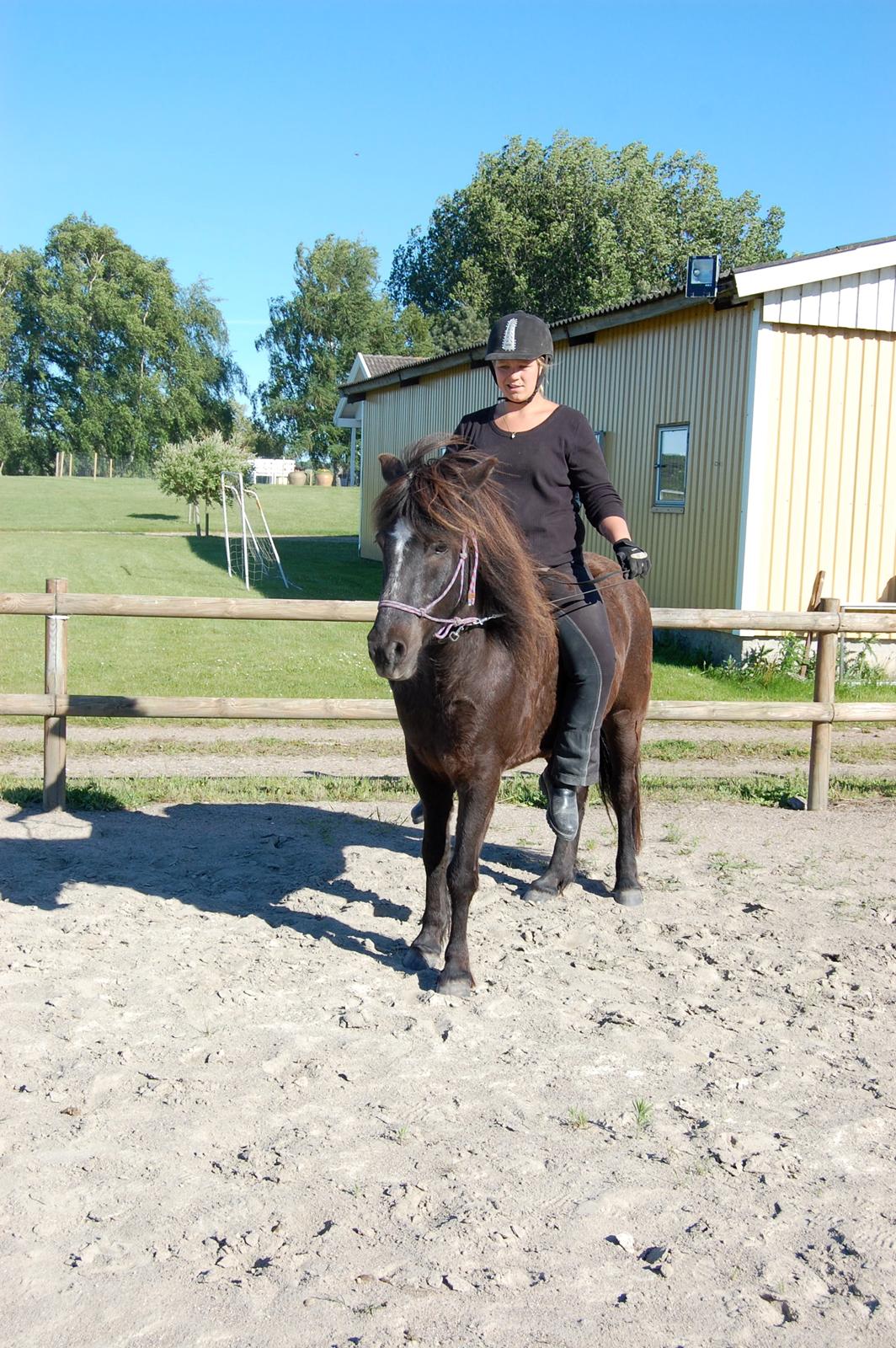 Islænder Æshild Fra Dyrehavegård  billede 3