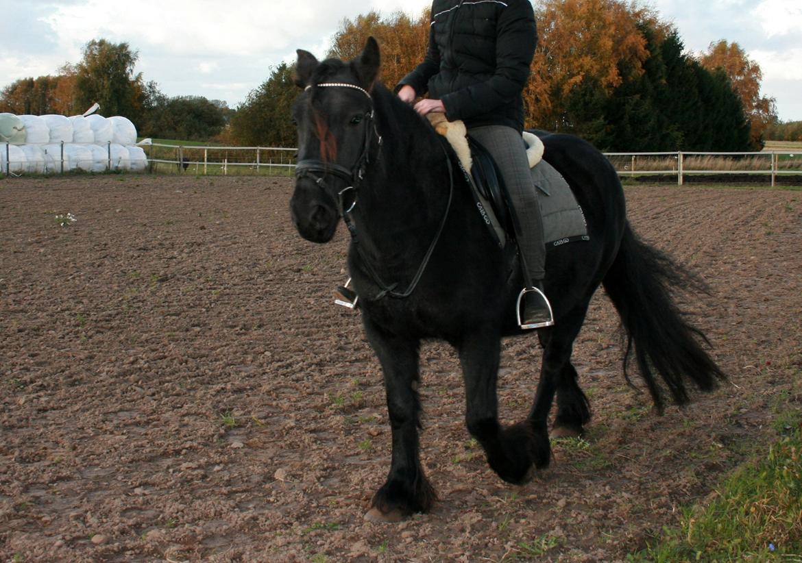 Fell pony | Lobke van de Koekoekshof [Lobby] - Vores første, officielle dag ♥ - Oktober 2012 | Foto: Min mor billede 15