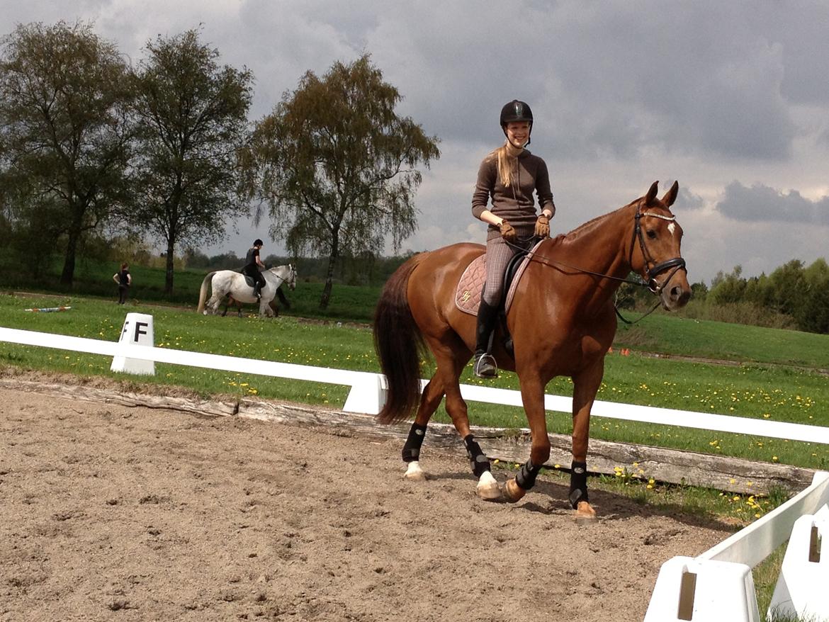 Dansk Varmblod Rønbjergs Zamir - Et billed min far tog en dag da jeg red på ham <3 billede 2