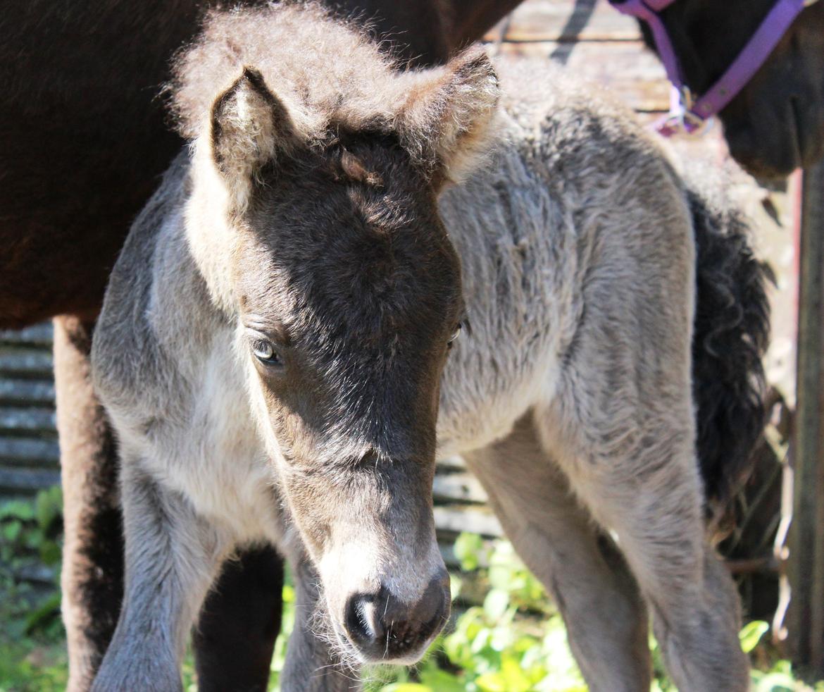 Islænder Eygló Fra Rørsgaard billede 3