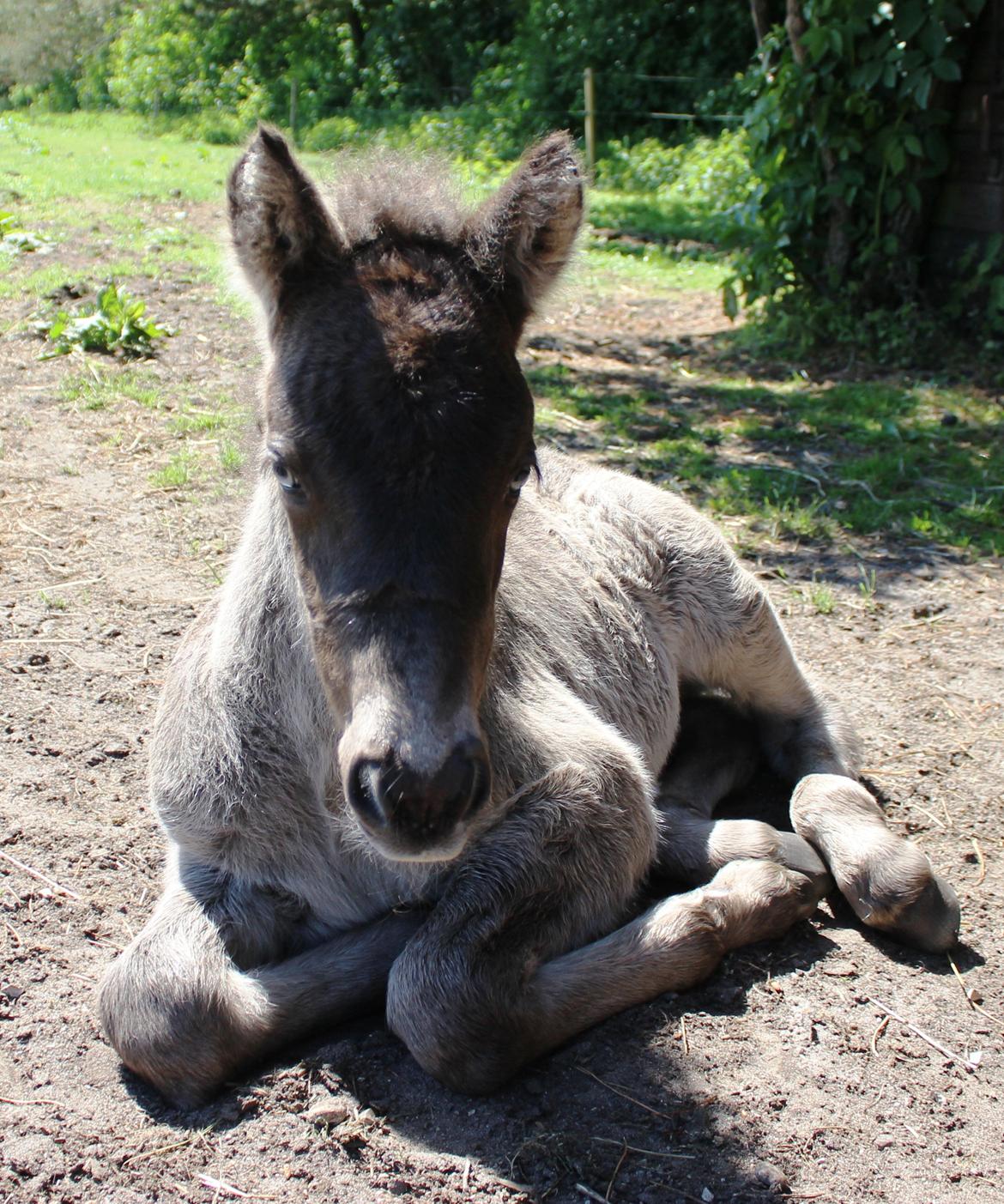 Islænder Eygló Fra Rørsgaard billede 4