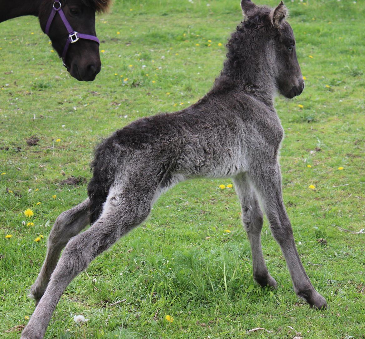 Islænder Eygló Fra Rørsgaard billede 9