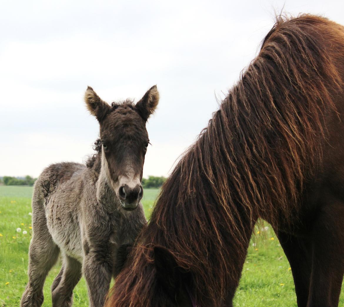 Islænder Eygló Fra Rørsgaard billede 6
