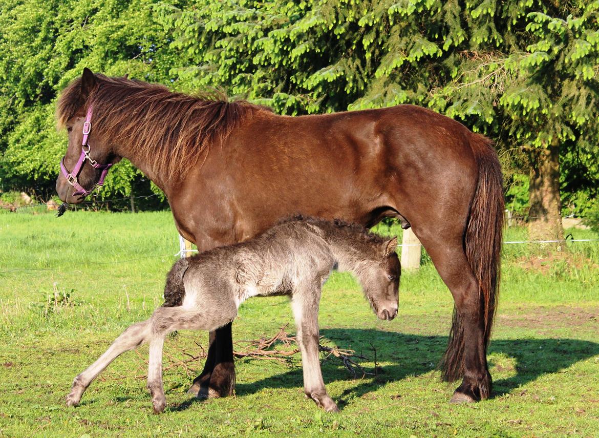 Islænder Eygló Fra Rørsgaard billede 10