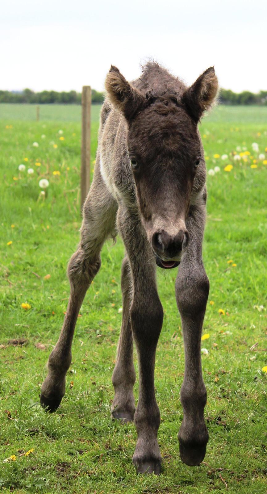 Islænder Eygló Fra Rørsgaard billede 5