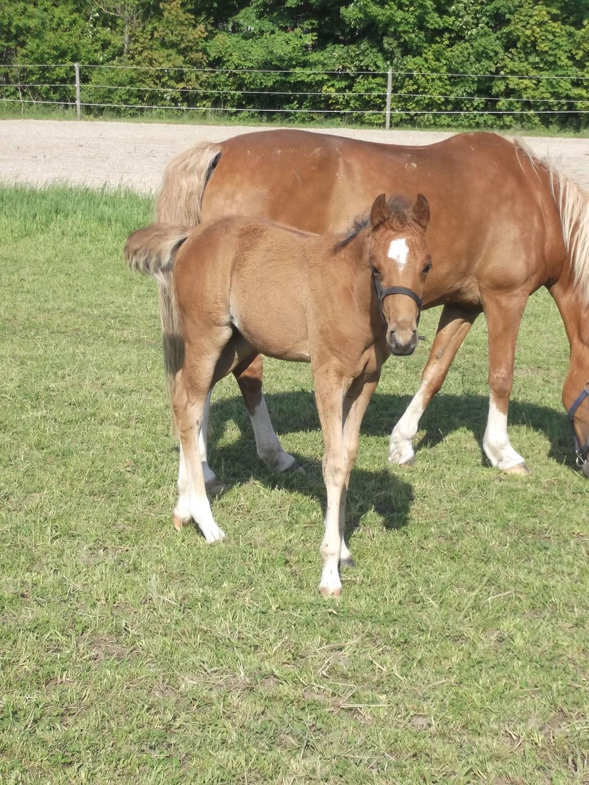 Anden særlig race Helleruphus  Anischa billede 15