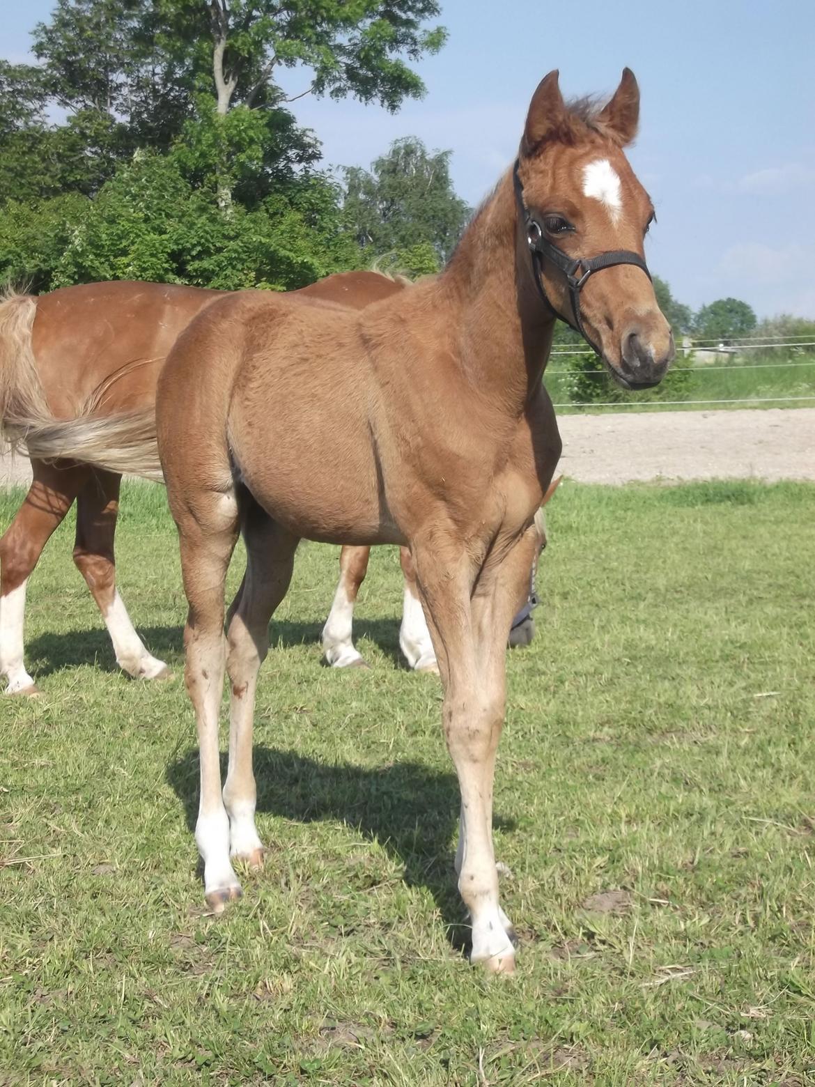 Anden særlig race Helleruphus  Anischa billede 4