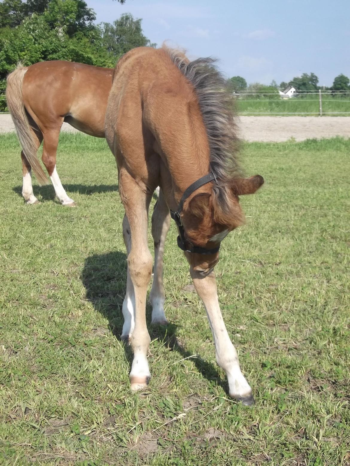 Anden særlig race Helleruphus  Anischa billede 16