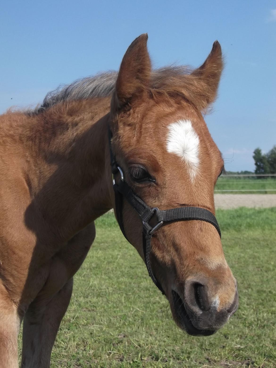 Anden særlig race Helleruphus  Anischa billede 17