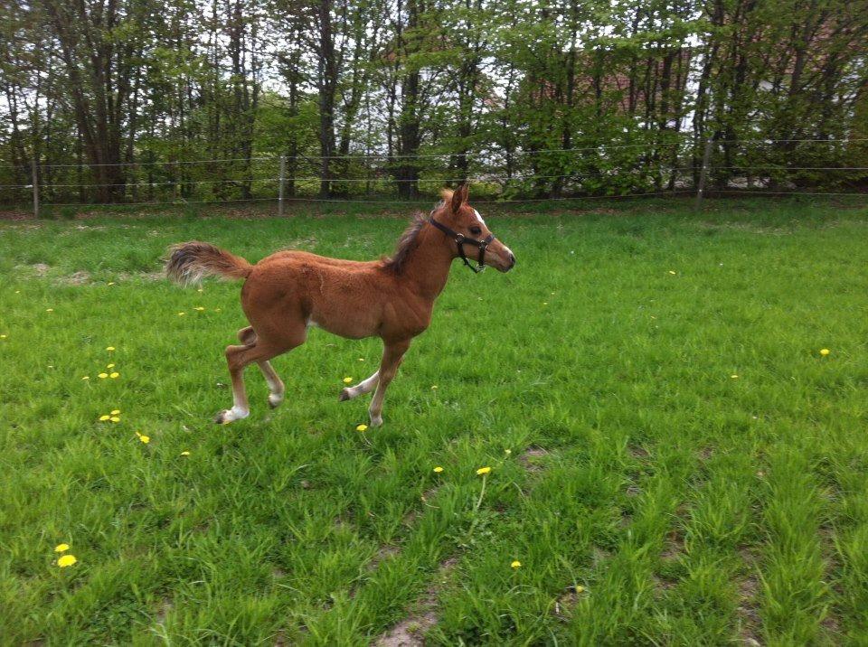 Anden særlig race Helleruphus  Anischa billede 18