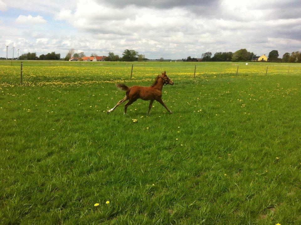 Anden særlig race Helleruphus  Anischa billede 19