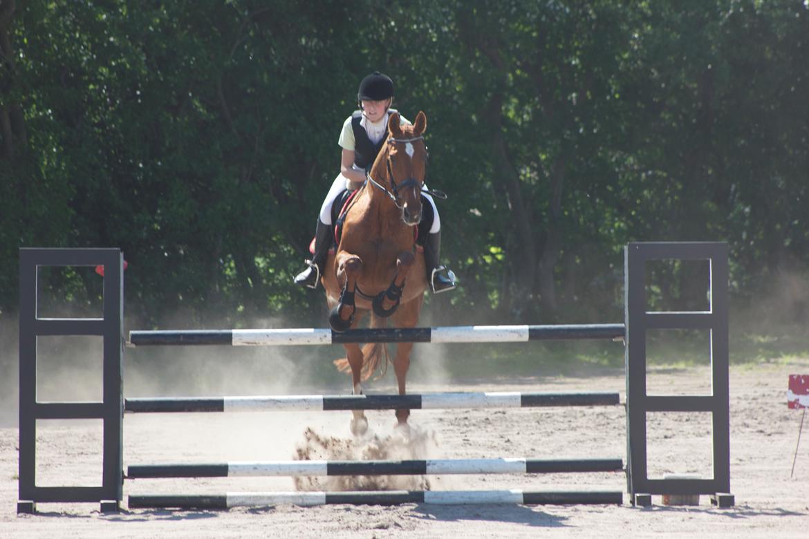 Dansk Varmblod Madame Bally - Vores første LB, 1 juni 2013. billede 5