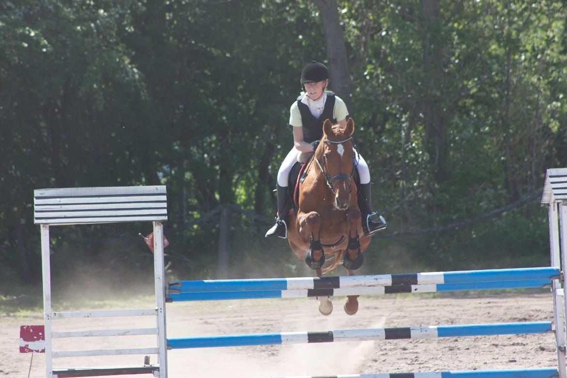 Dansk Varmblod Madame Bally - Omspring i vores første LB ;) billede 19