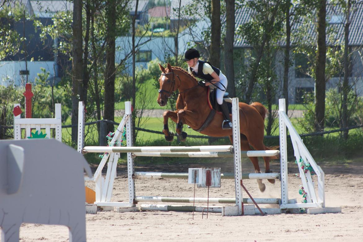 Dansk Varmblod Madame Bally - 1.1.2013 - Vores første LB. billede 11