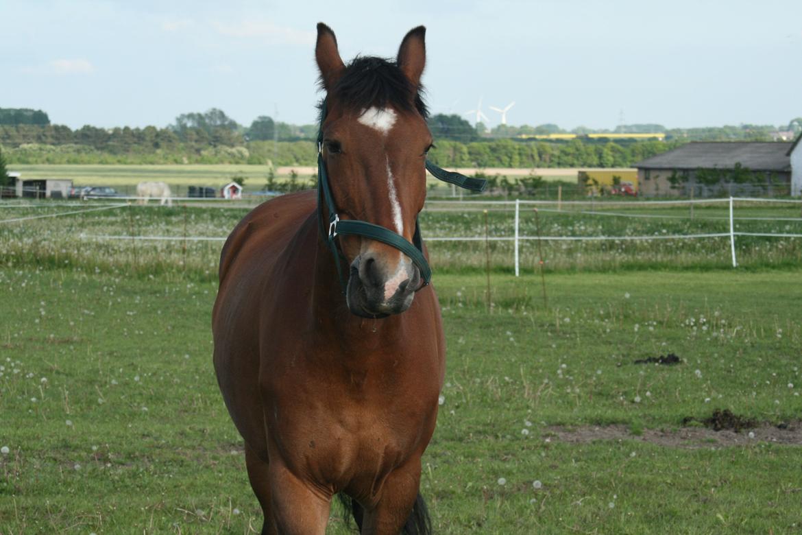 Anden særlig race Lacoste billede 11