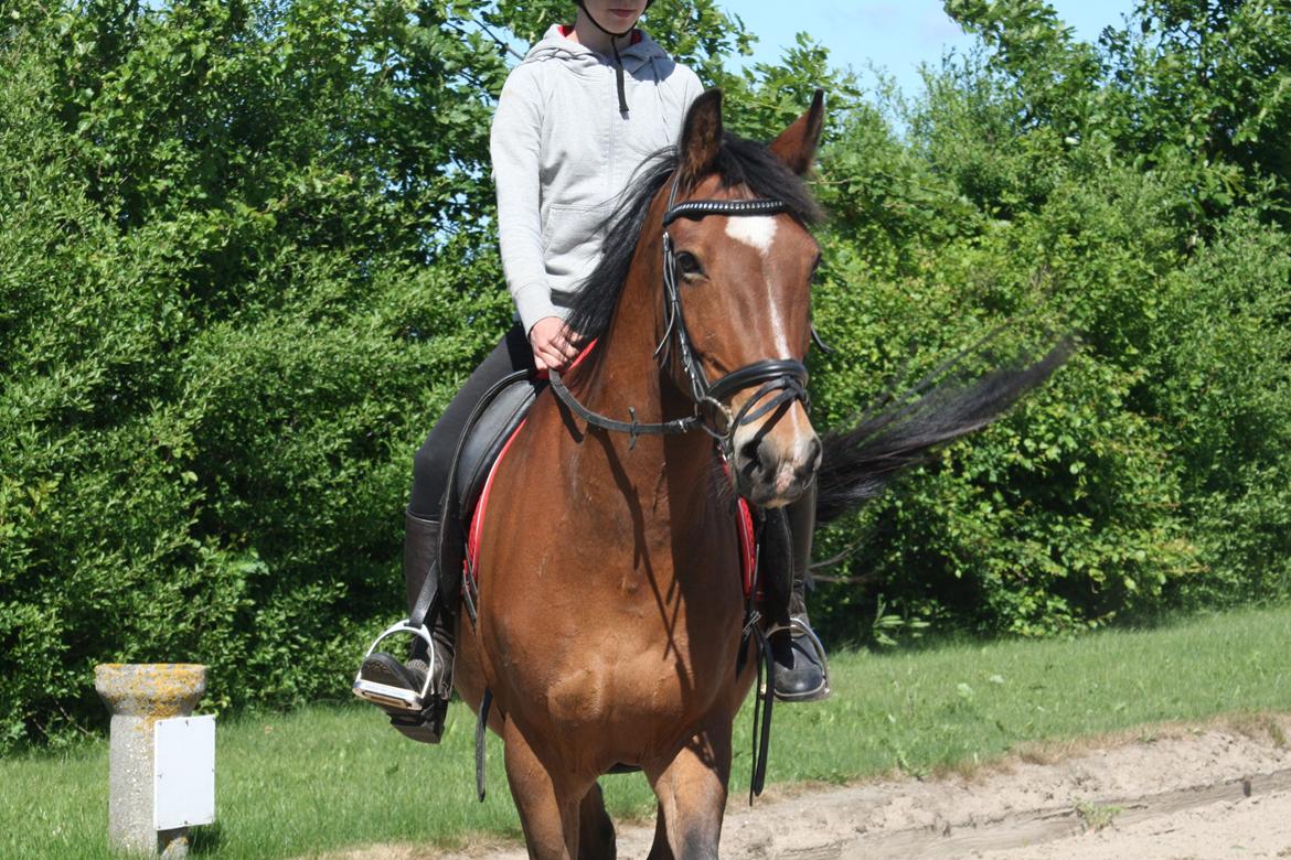 Anden særlig race Lacoste billede 12