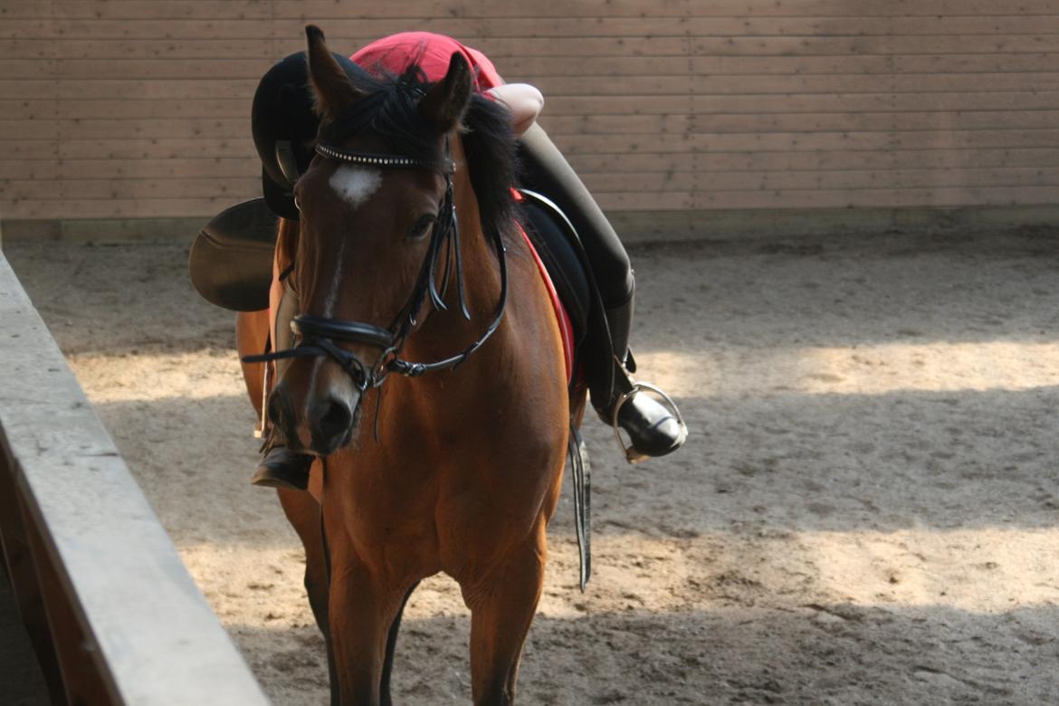 Anden særlig race Lacoste billede 13