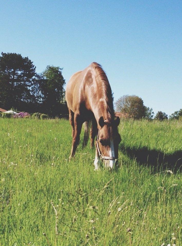 Welsh Pony af Cob-type (sec C) Pinell Nyberg<3 - Sommer 2013 billede 15