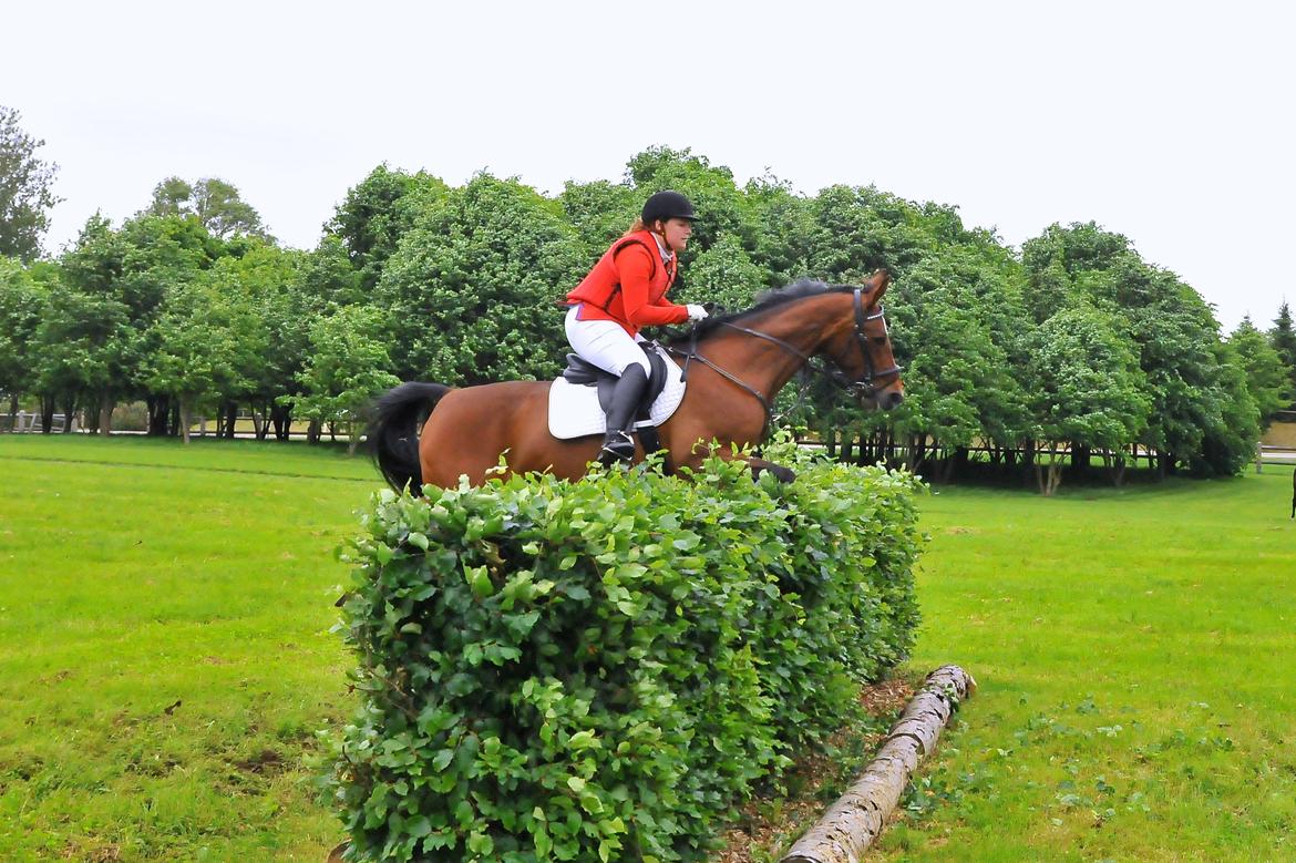 Anden særlig race Lady <3 [MIN SKØNHED] - Jagt på Friheden. Os over hæk på 150 cm :D .. billede 11