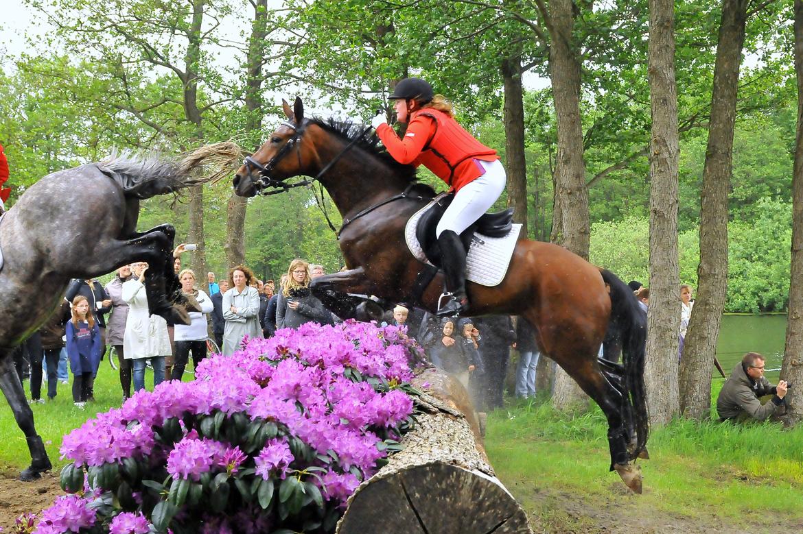Anden særlig race Lady <3 [MIN SKØNHED] - Jagt på Friheden. På vej i vand til sidste spring. Og en lækker fuldført jagt - så stolt af min lille traver ! billede 12
