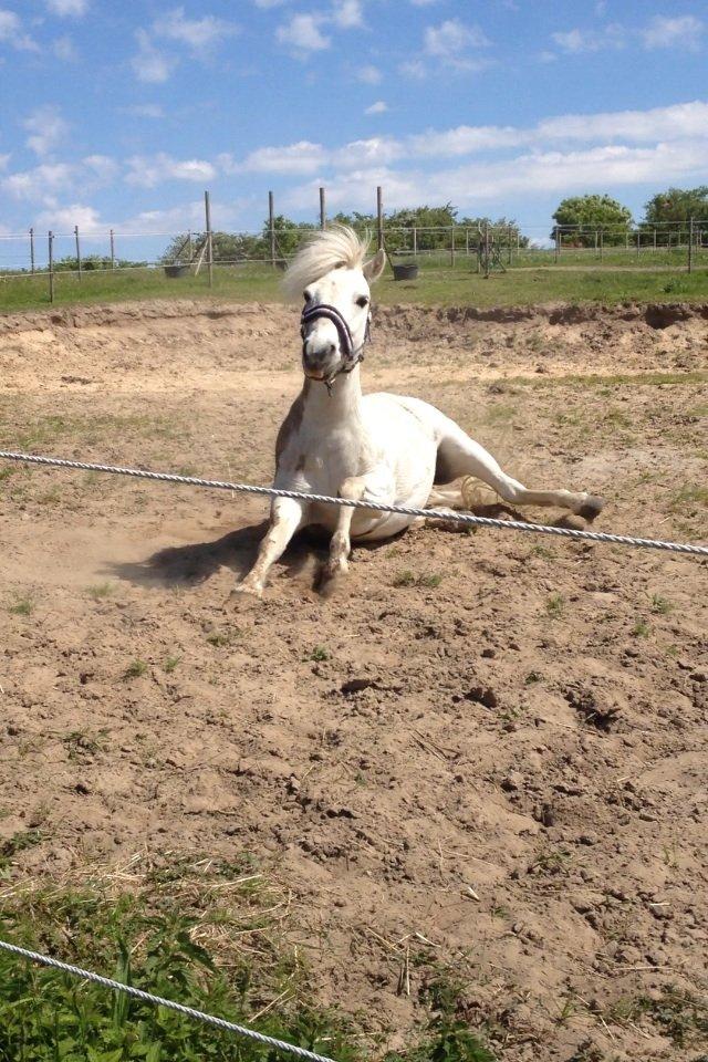 Anden særlig race Kalhaves Laban billede 18