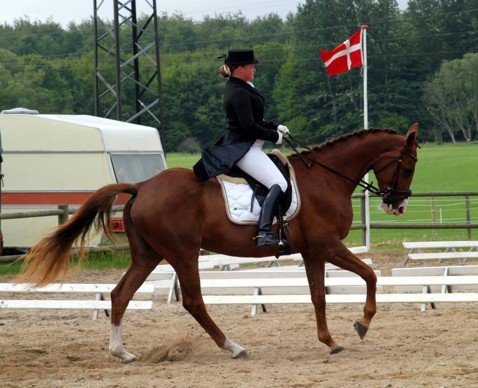 Dansk Varmblod Lillelunds Helle billede 19