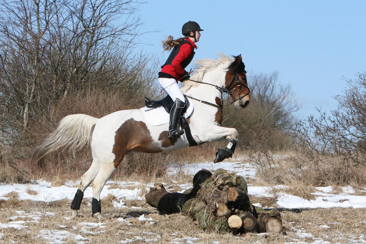 Anden særlig race Feleks aka. Grisling - Feleks til sin første Babyjagt!! :) Har den dygtigste pony i hele verden <3 <3 billede 8