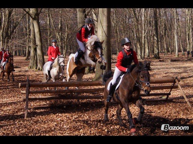 Anden særlig race Feleks aka. Grisling - Feleks til sin første jagt i Sports rideklubben :) Man skal jo nødigt ræmme springet.. Haha :D billede 9