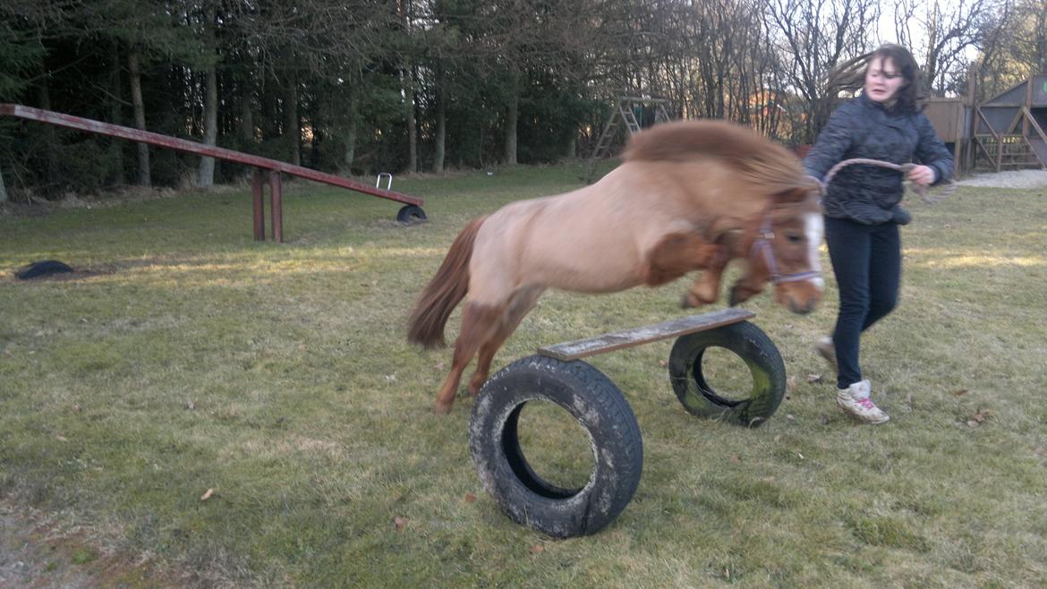 Shetlænder Tony billede 16