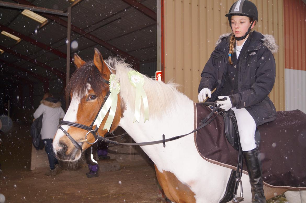 Anden særlig race Feleks aka. Grisling - Barbe og Feleks til stævne på Tune sportsrideklub. :)  2 sløjfer i sløjfespring :) billede 11