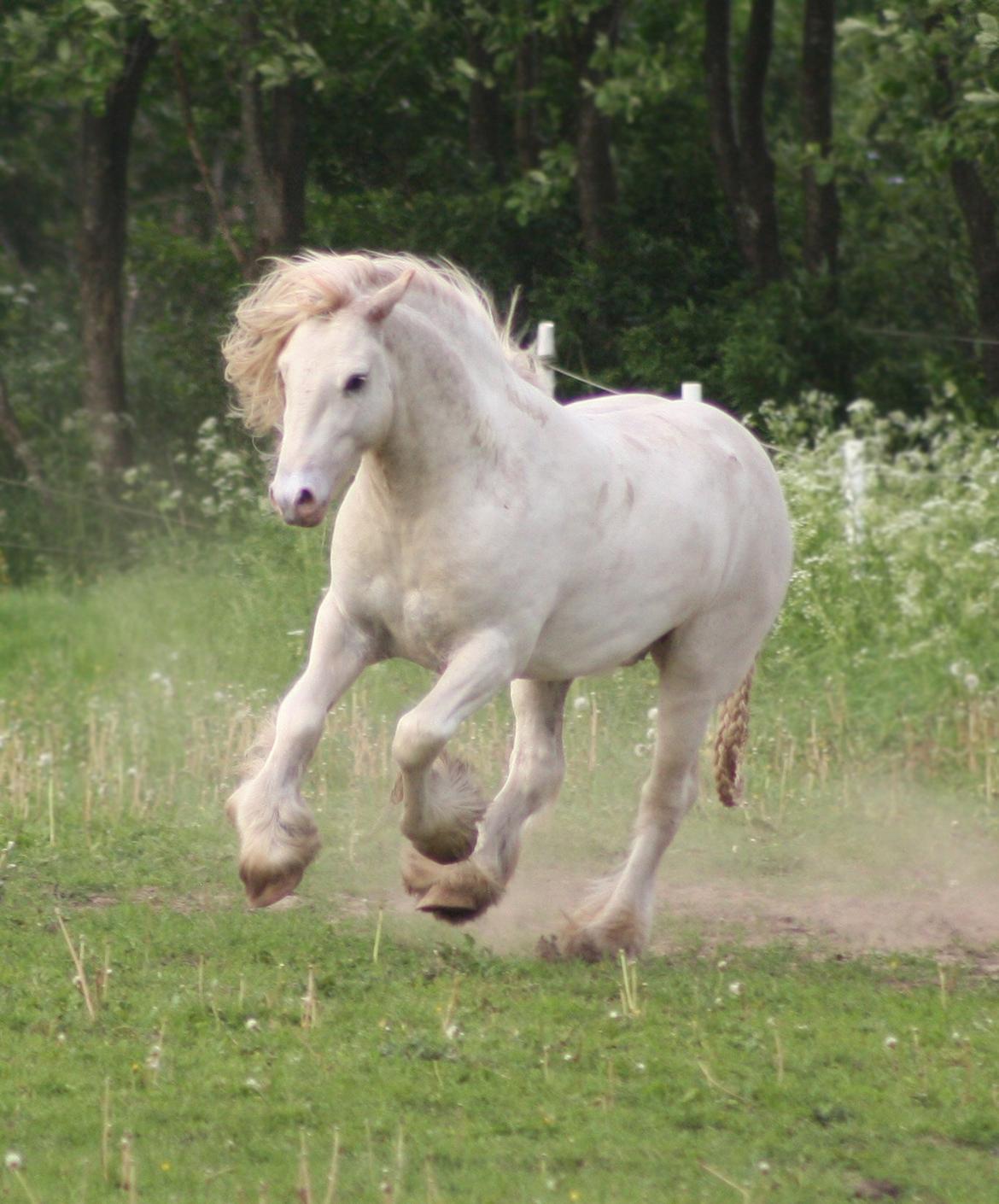 Irish Cob Johnatan billede 10