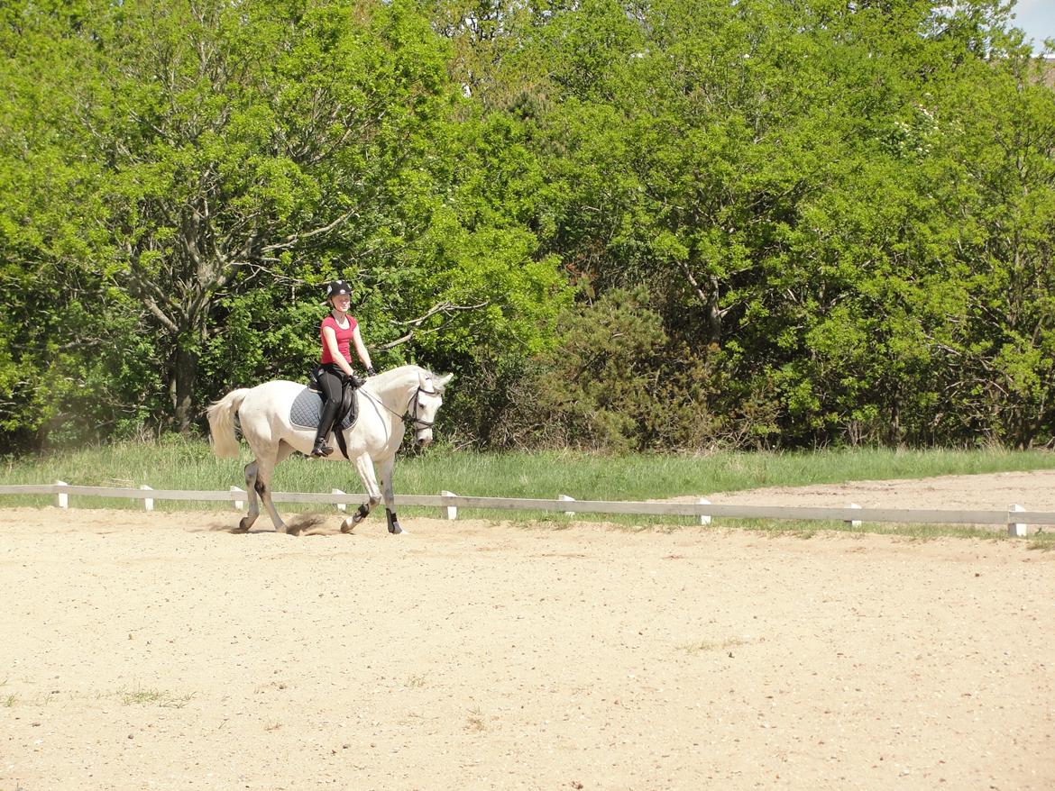 Hollandsk Sportspony V.P. Hestia billede 10