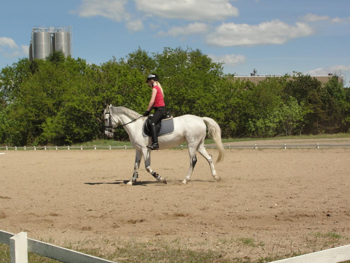 Hollandsk Sportspony V.P. Hestia billede 11