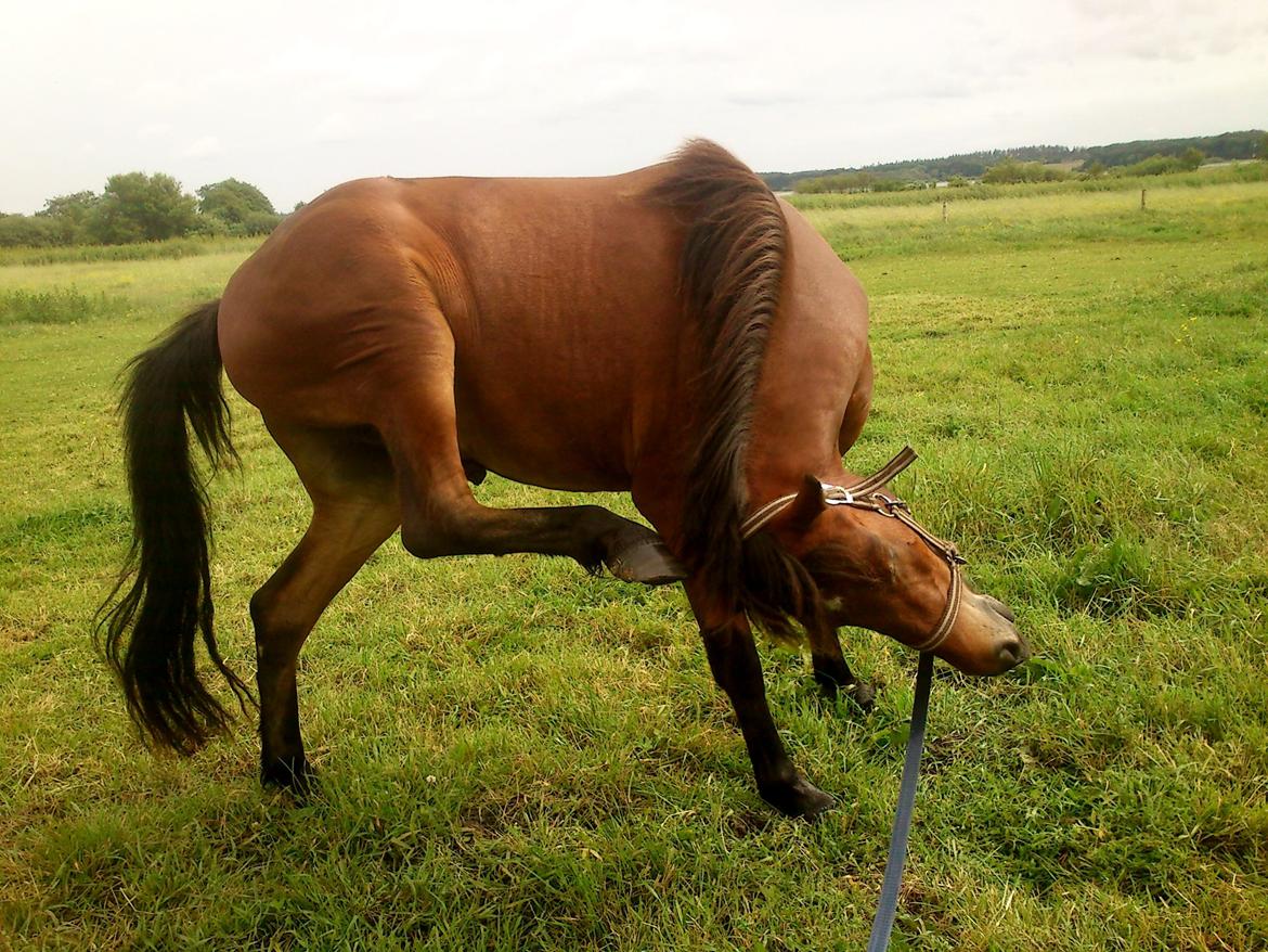 Anden særlig race Borriz <3 R.I.P. billede 3