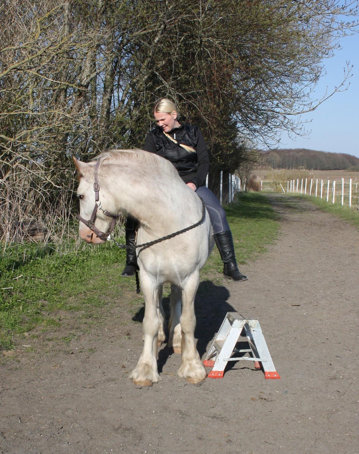 Irish Cob Johnatan billede 20