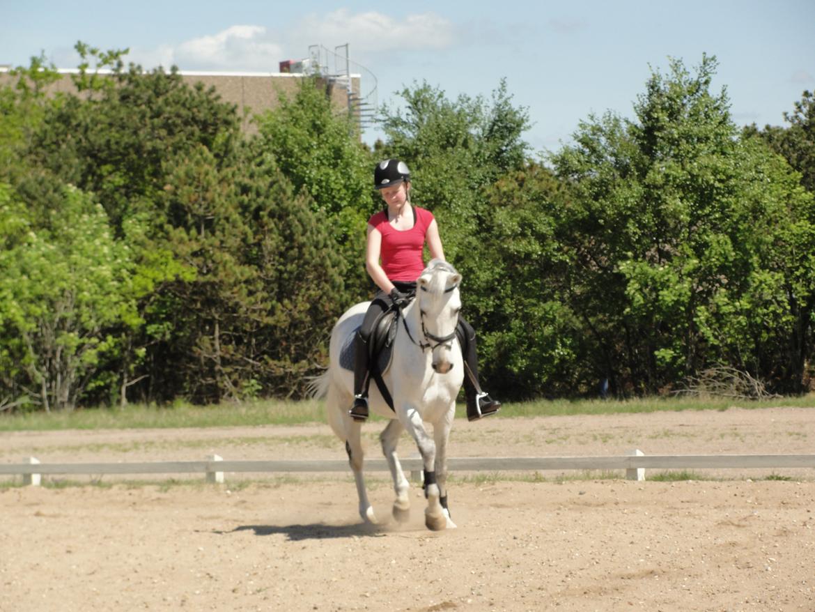 Hollandsk Sportspony V.P. Hestia - elsker bare det billede!!!  billede 8