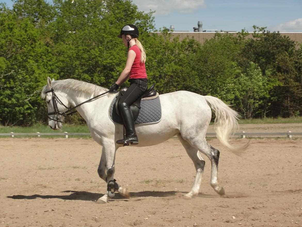 Hollandsk Sportspony V.P. Hestia billede 13