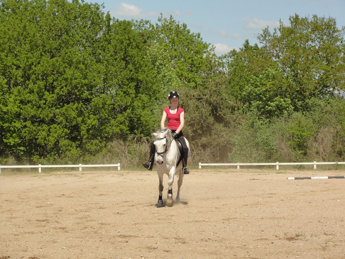 Hollandsk Sportspony V.P. Hestia billede 14